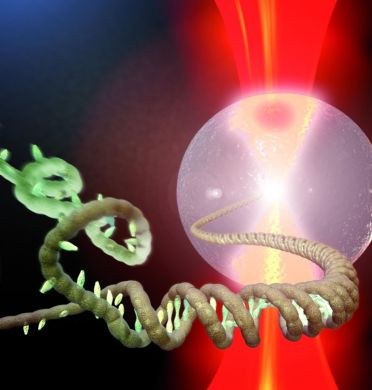 LaserLaB Amsterdam: DNA melting LaserLaB Amsterdam: DNA melting