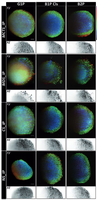 Access Highlight at ICFO: Imaging tissue mimics   with light sheet microscopy